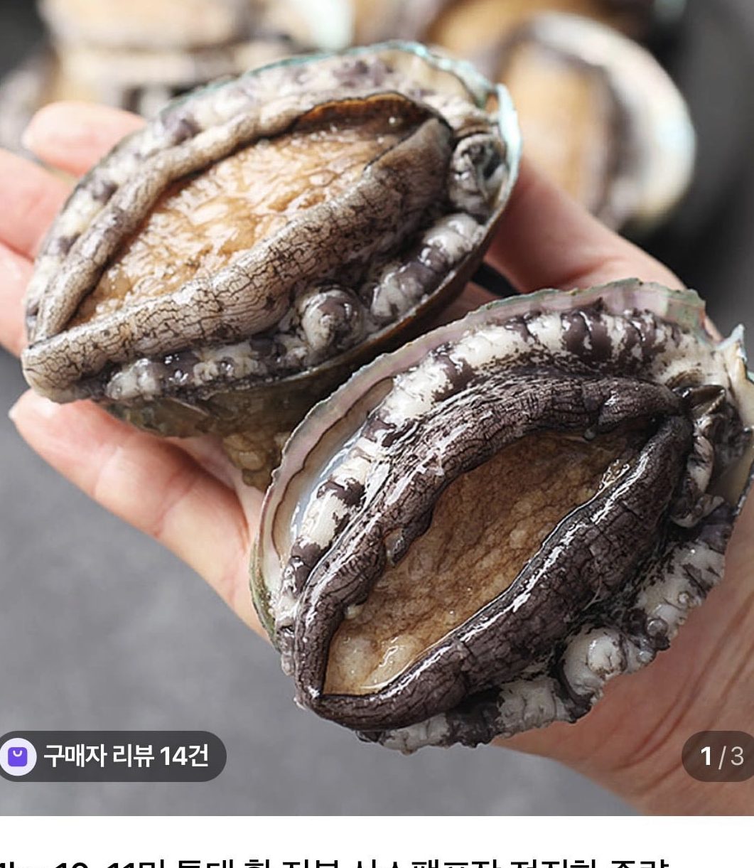 특대 활 전복 1kg 10-11미