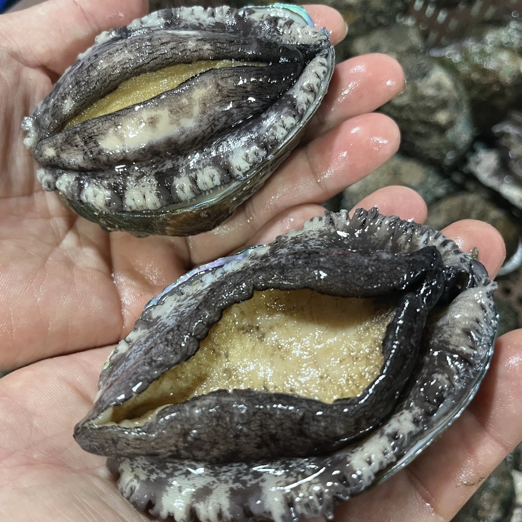 완도 활전복 왕특 1kg