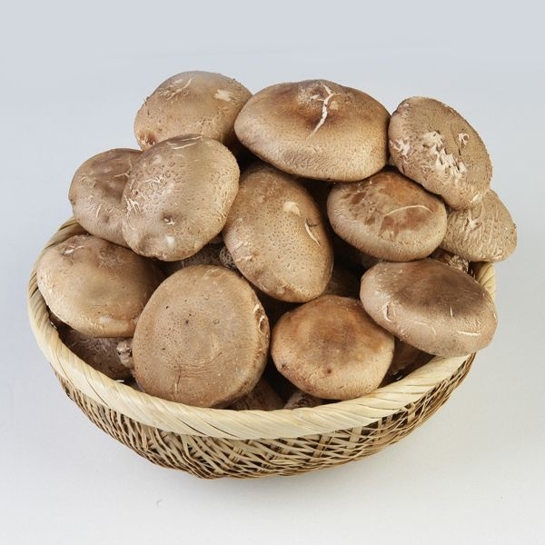 생표고버섯 1kg