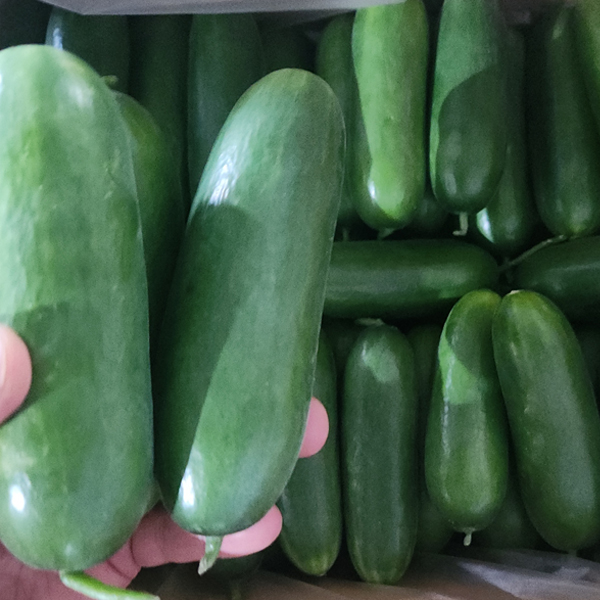미니오이 특품 1kg