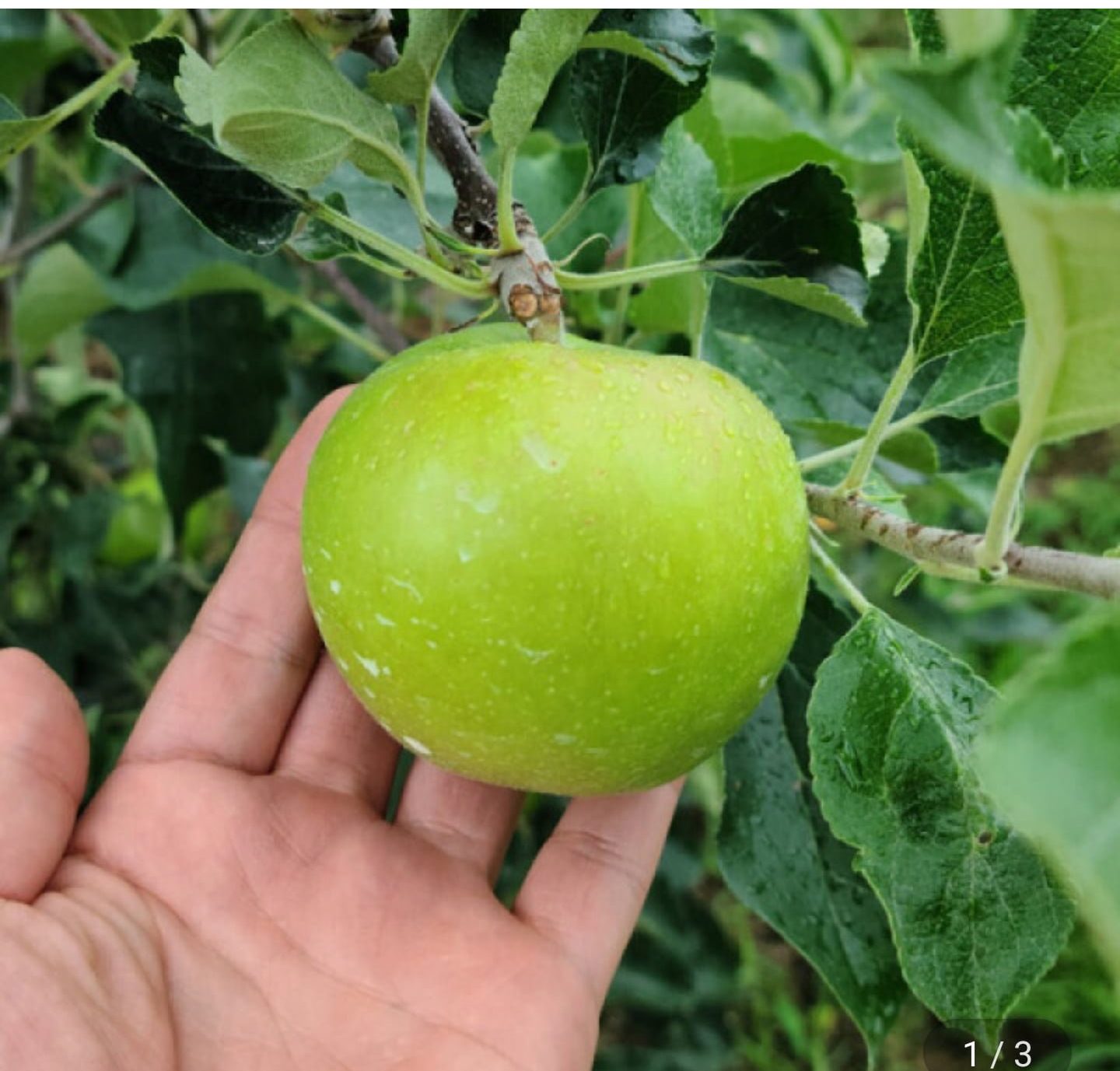 썸머킹아오리 사과 2kg