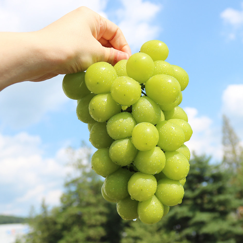 샤인머스켓 2kg