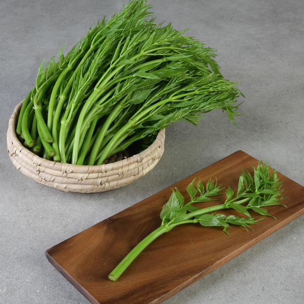 무주 반딧불 여름 두릅 500g+500g