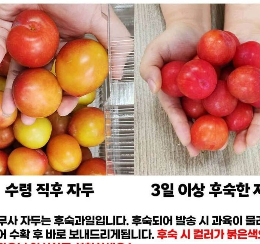 햇자두 후무사 3kg