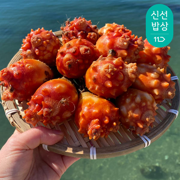 이순신수산 제철 멍게 활멍게 1kg