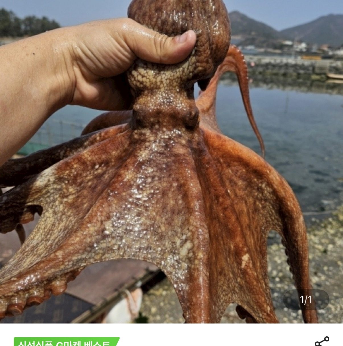 국내산 여수 생물 돌문어 1kg