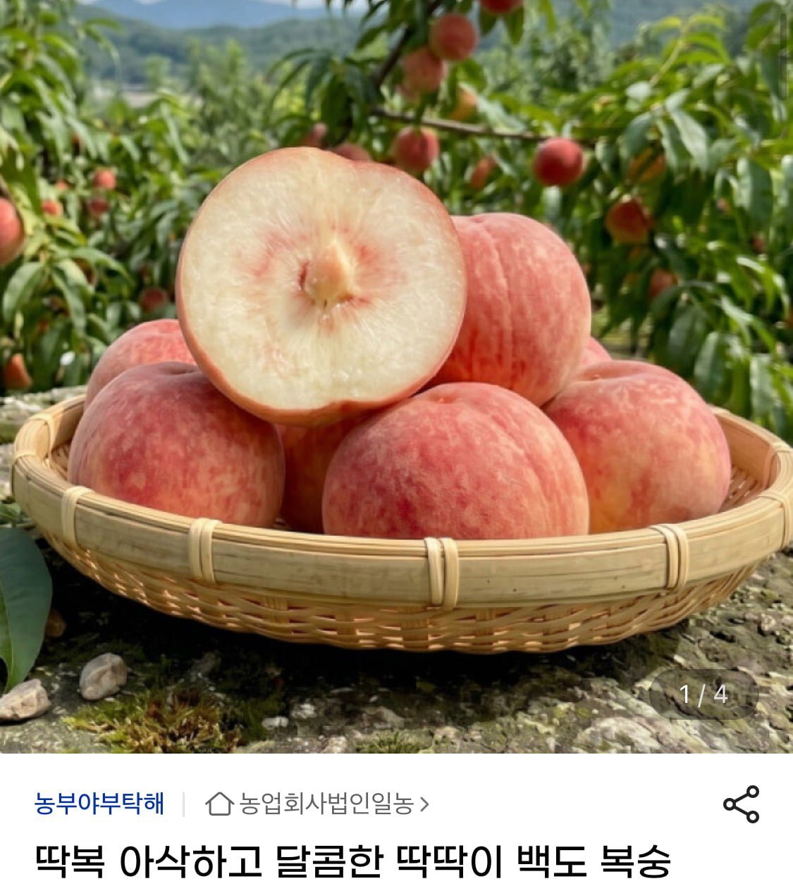백도 복숭아 4kg